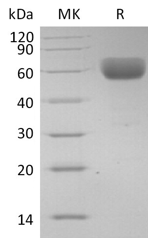 Human CD147 +SDS-PAGE-2.jpg